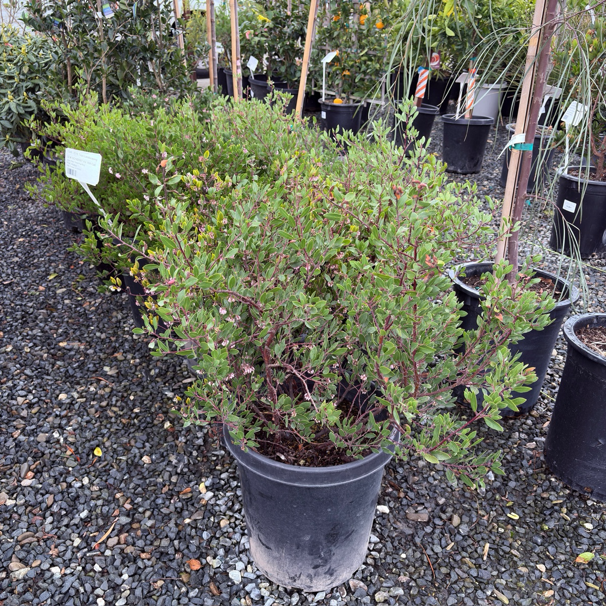 密花熊果-红霞 Howard McMinn Manzanita