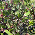 密花熊果-红霞 Howard McMinn Manzanita