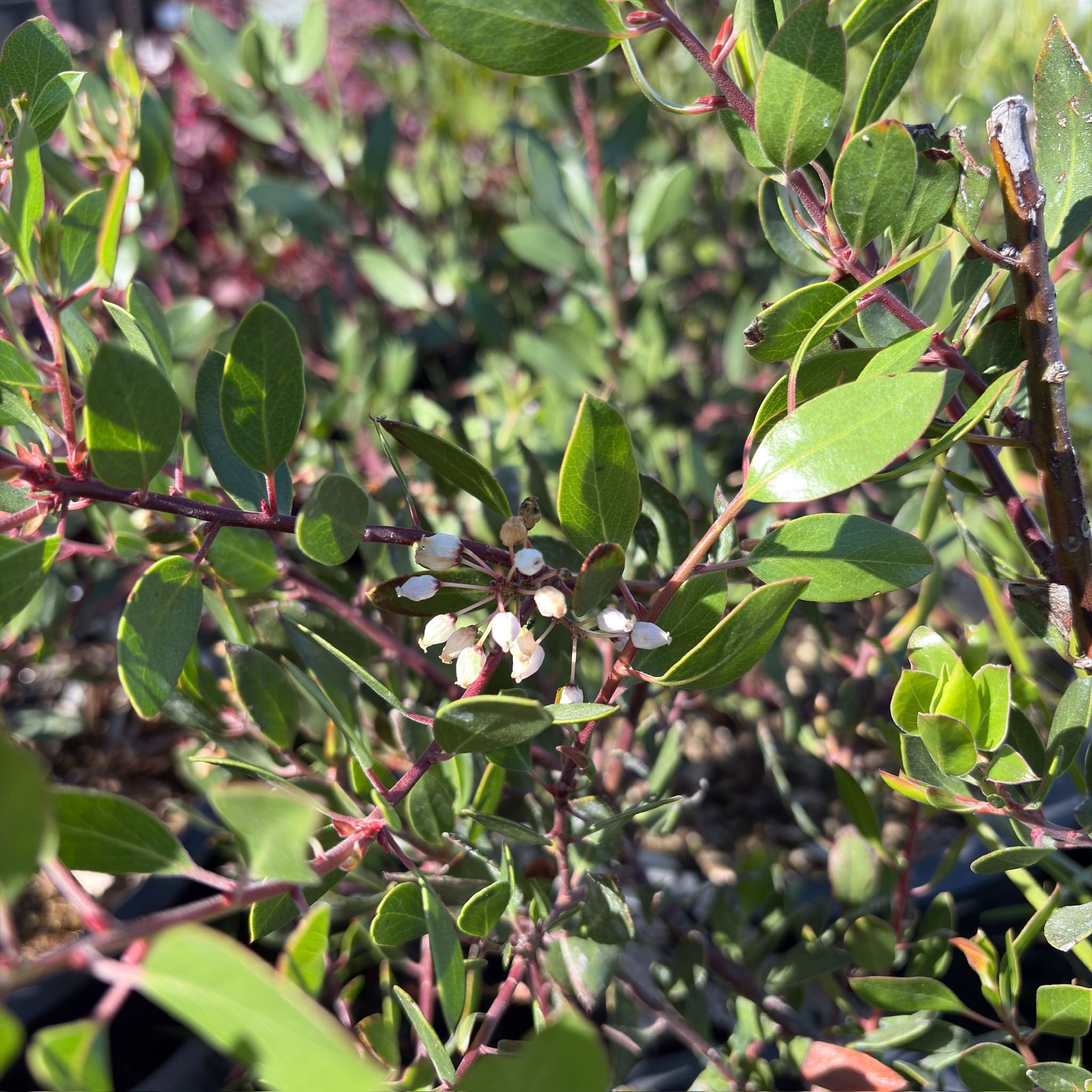 密花熊果-红霞 Howard McMinn Manzanita