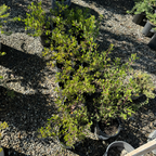 密花熊果-红霞 Howard McMinn Manzanita