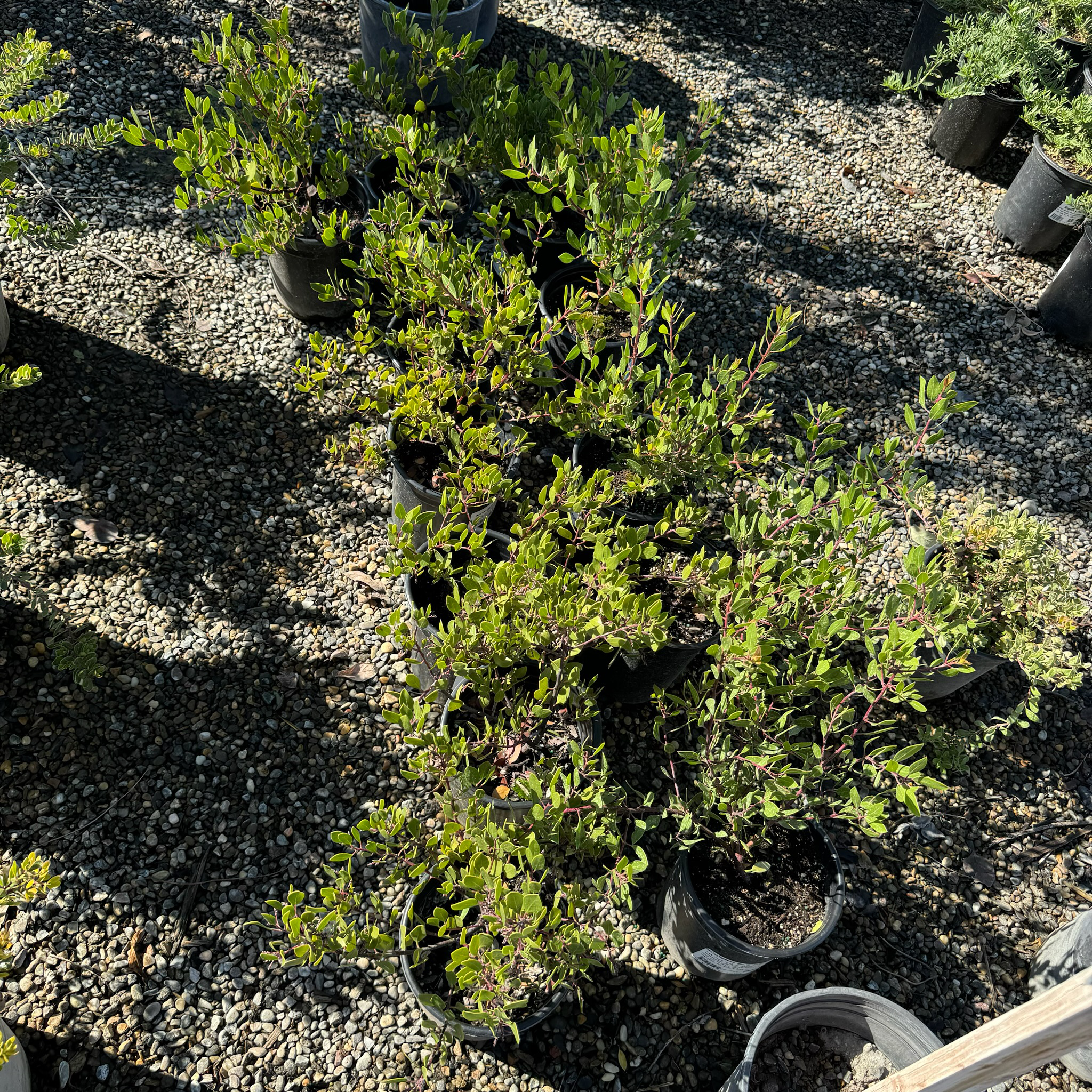 密花熊果-红霞 Howard McMinn Manzanita