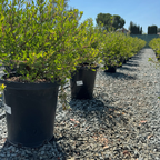 密花熊果-红霞 Howard McMinn Manzanita