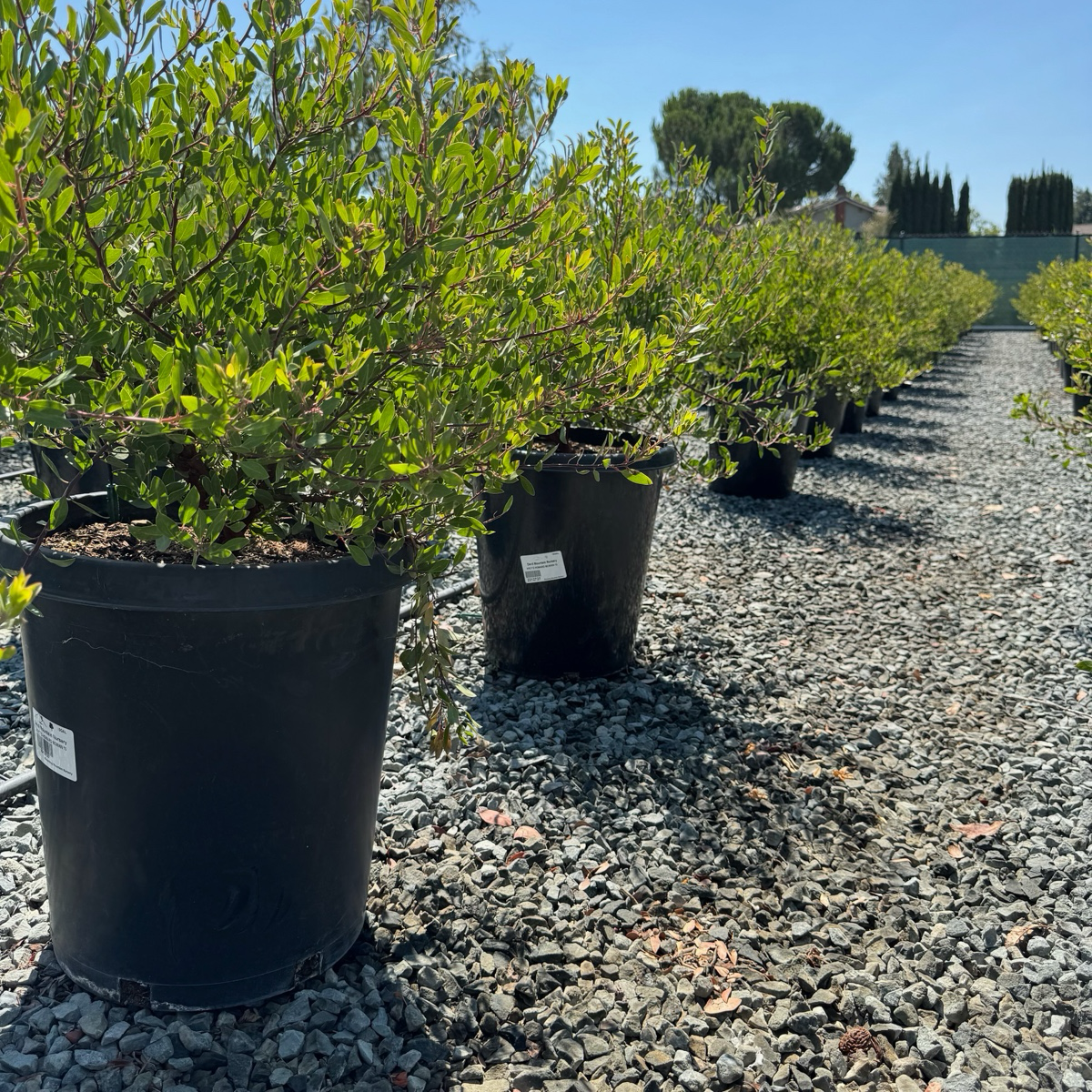 密花熊果-红霞 Howard McMinn Manzanita