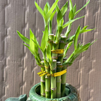 Lucky Bamboo