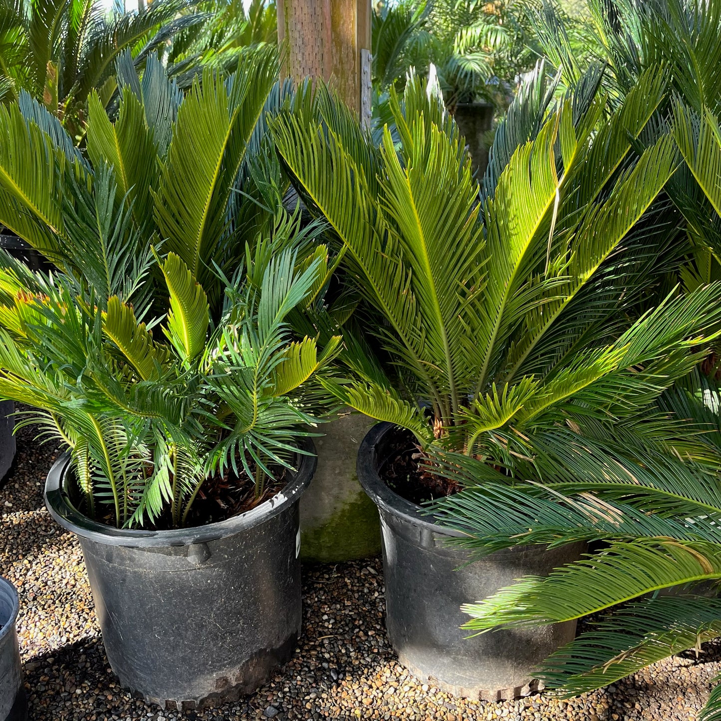 Cycad - Cycas