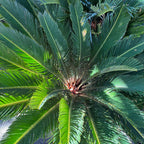 Sago Palm