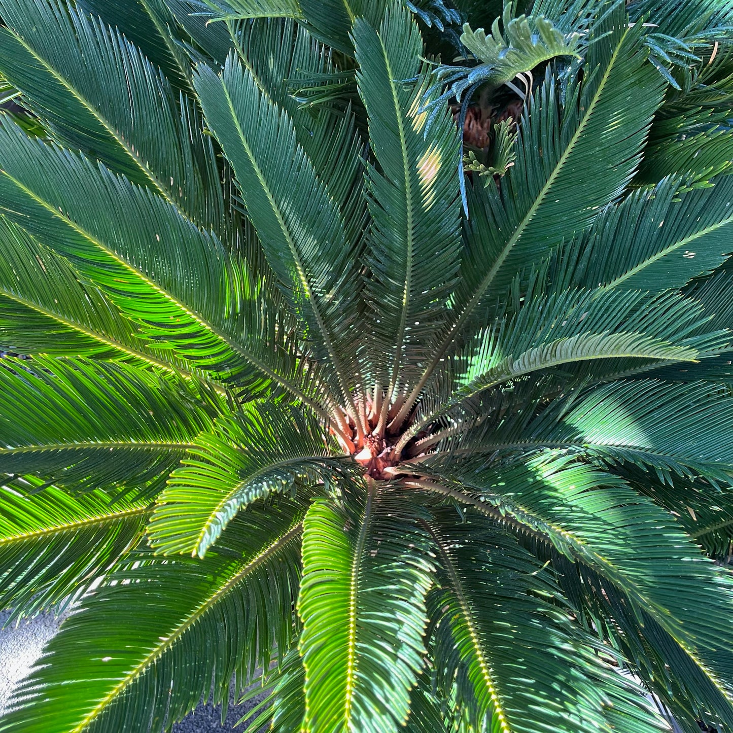 Cycad - Cycas