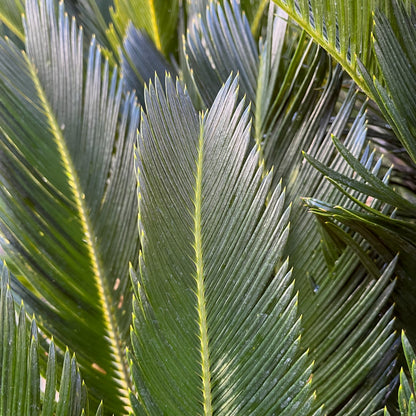 Cycad - Cycas