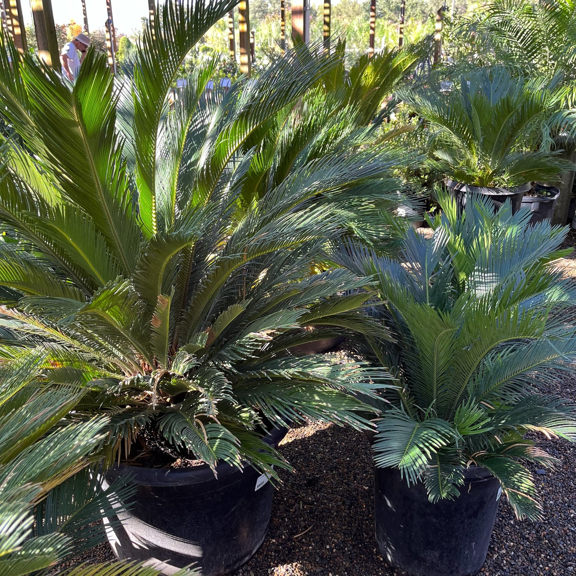 Sago Palm、Cycad、Japanese Sago Palm、King Sago Palm