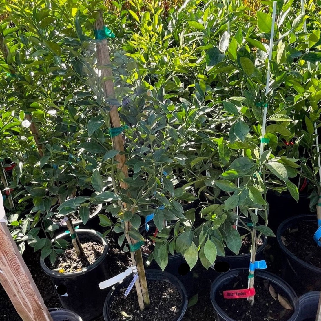 Citrus Trees - Dansi Mandarin