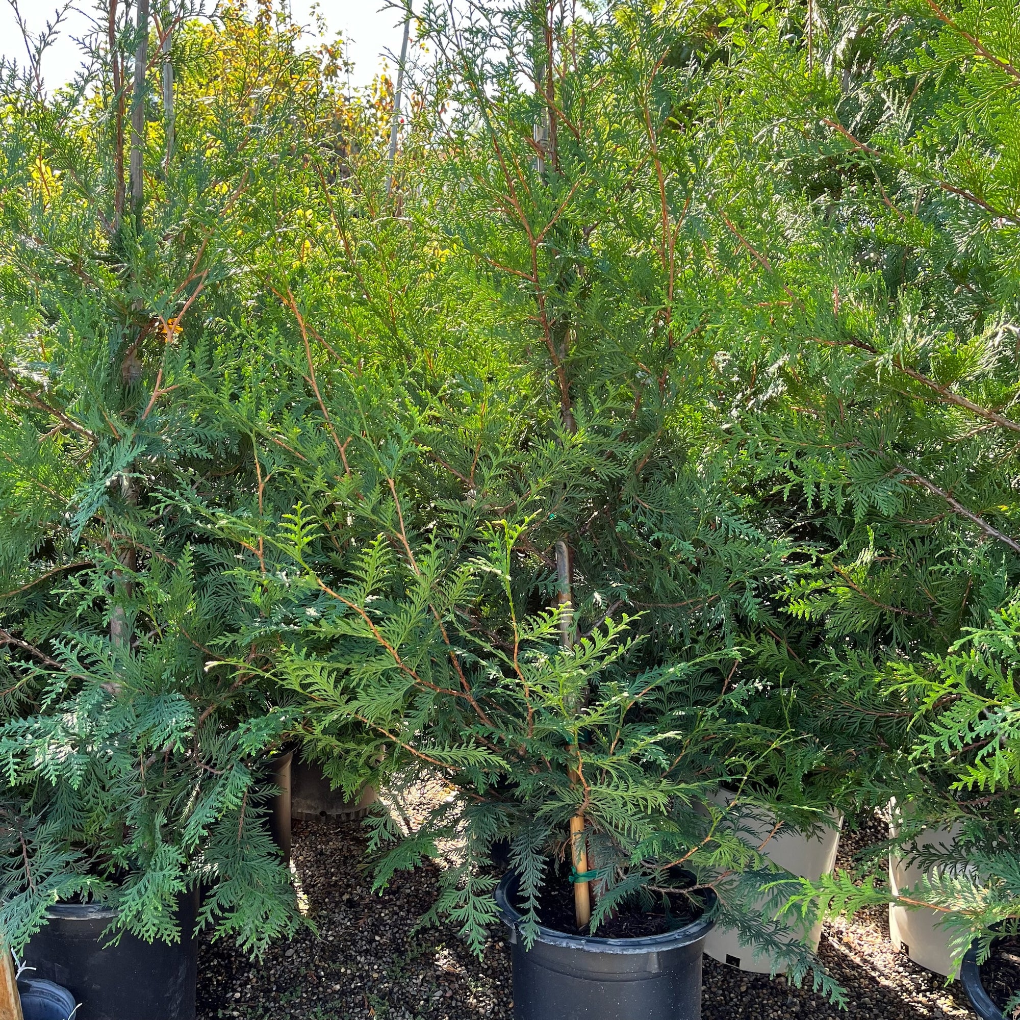 Thuja Green Giant