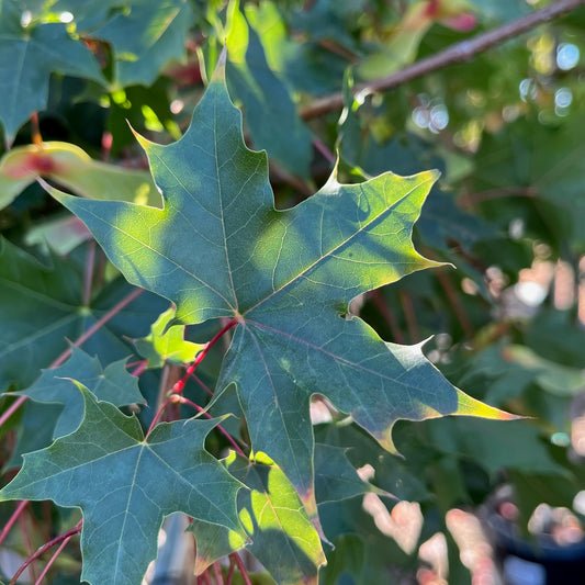 Maple-Shandong Orange Maple