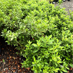 George L Taber Azalea