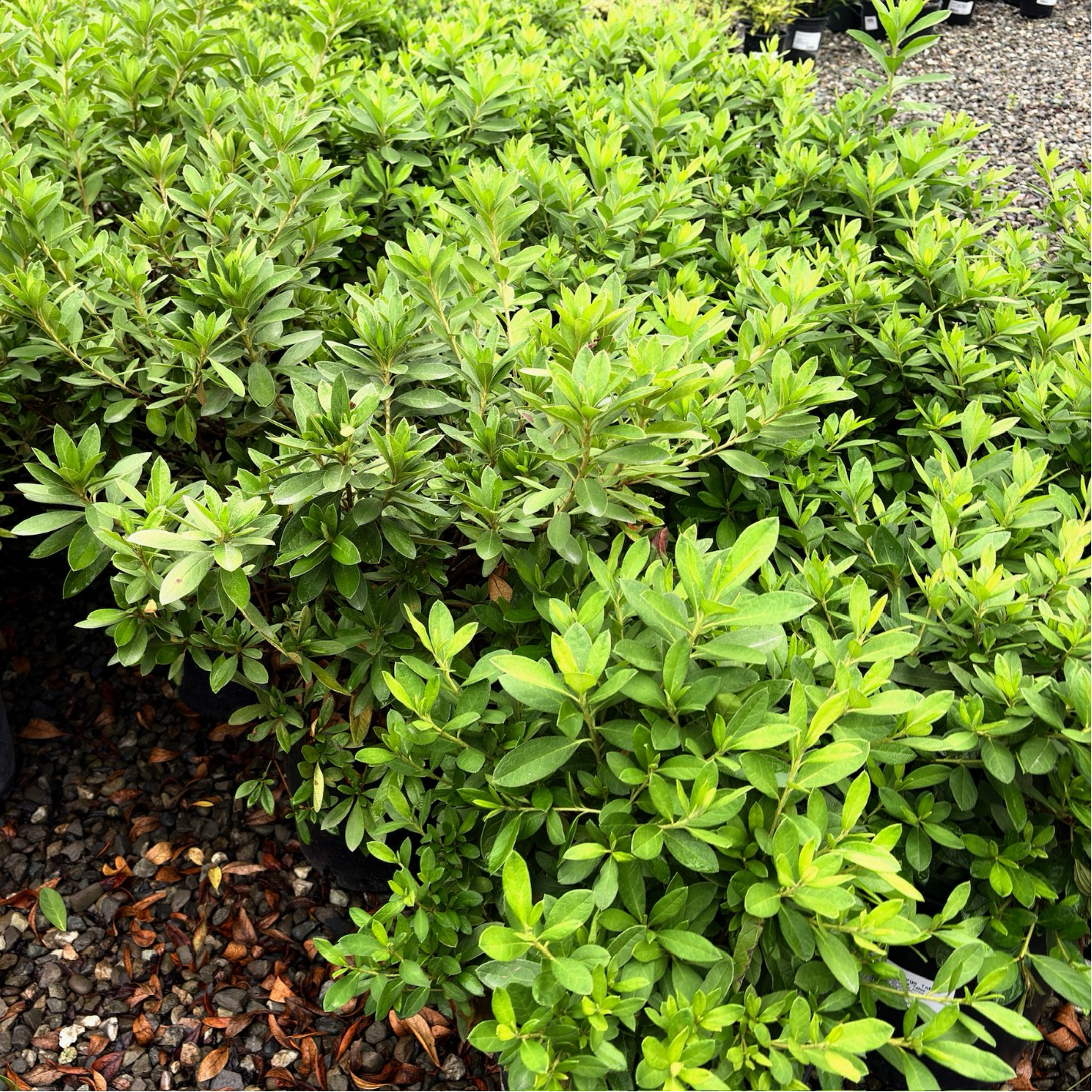 George L Taber Azalea