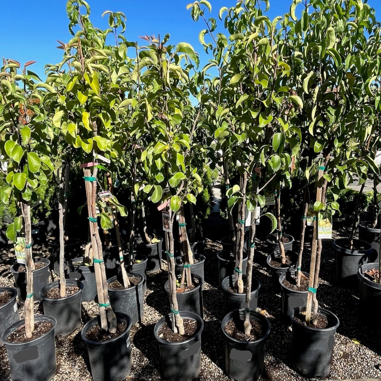 Asian Pear Trees – Feng Shui Pear