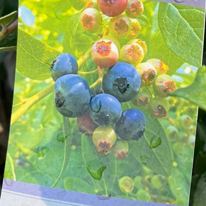 Blueberry Tree - Sharp Blueberry