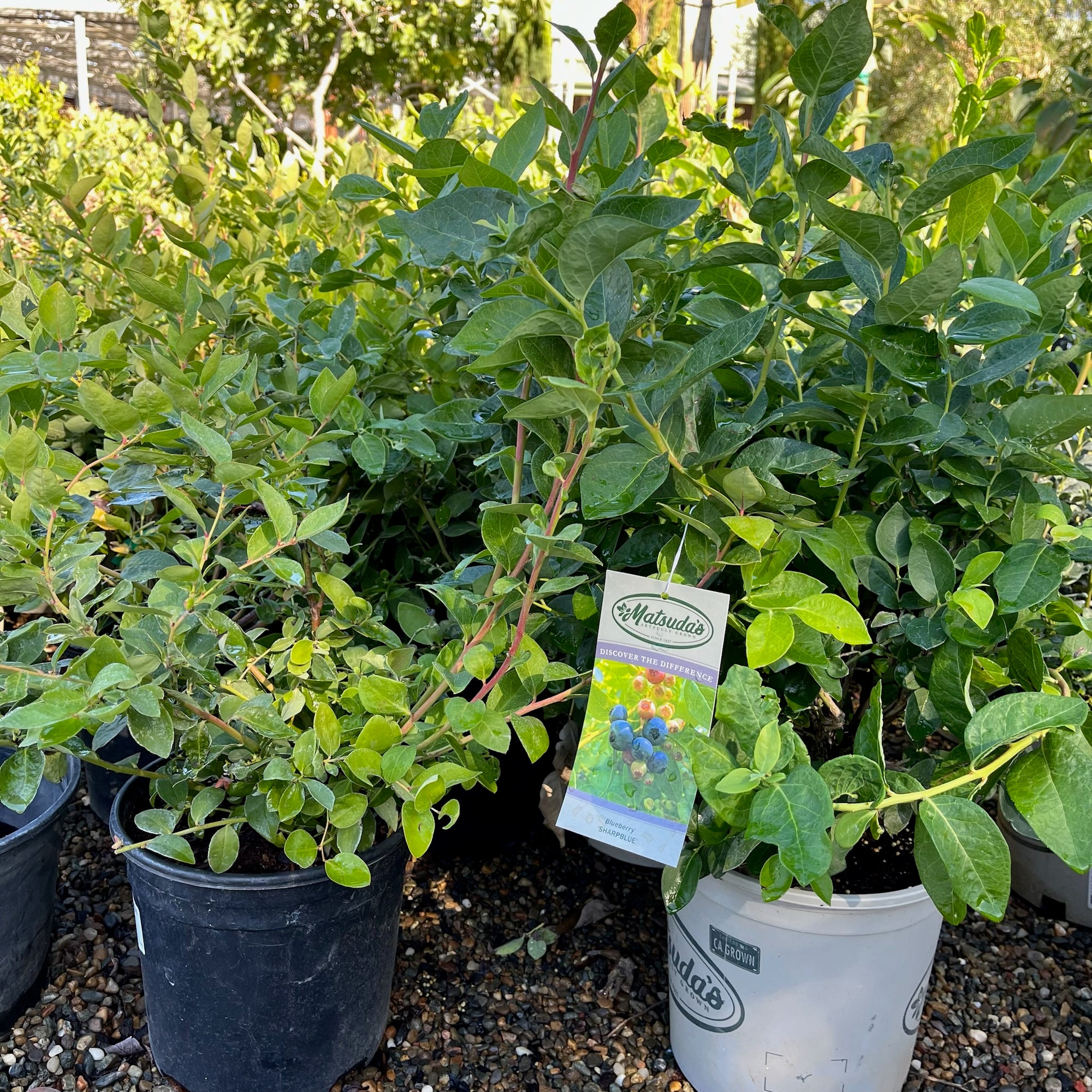Sharpblue Shouthern Highbush Blueberry 
