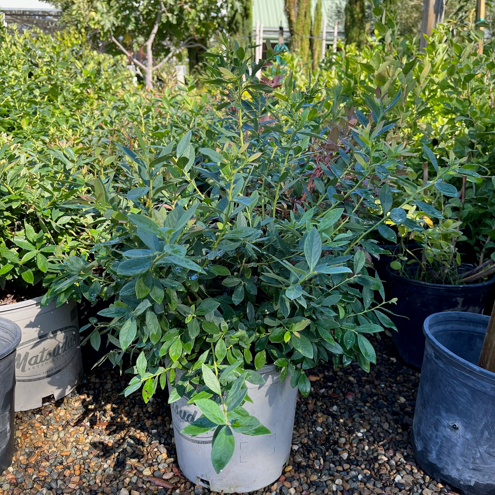 O'Neal Early Shouthern Highbush Season Blueberry