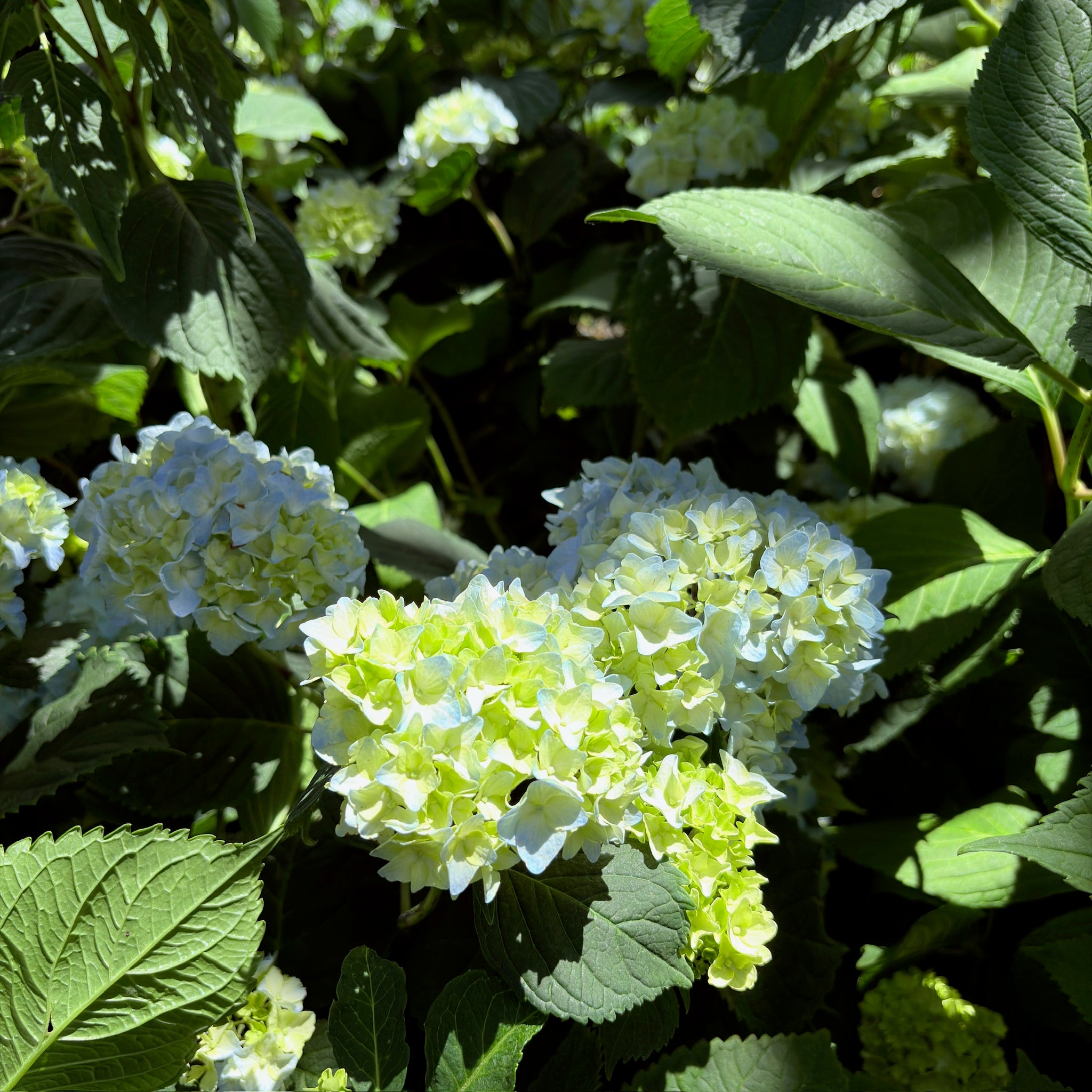 Nikko Blue Hydrangea 