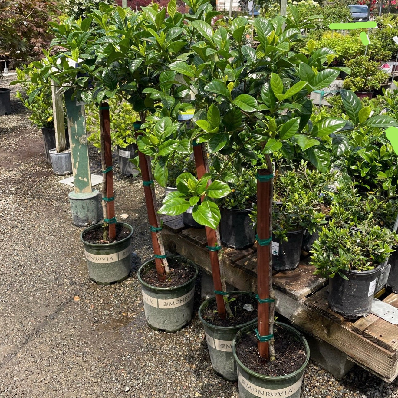 Frist Love Gardenia