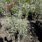 Mission Fruiting Olive