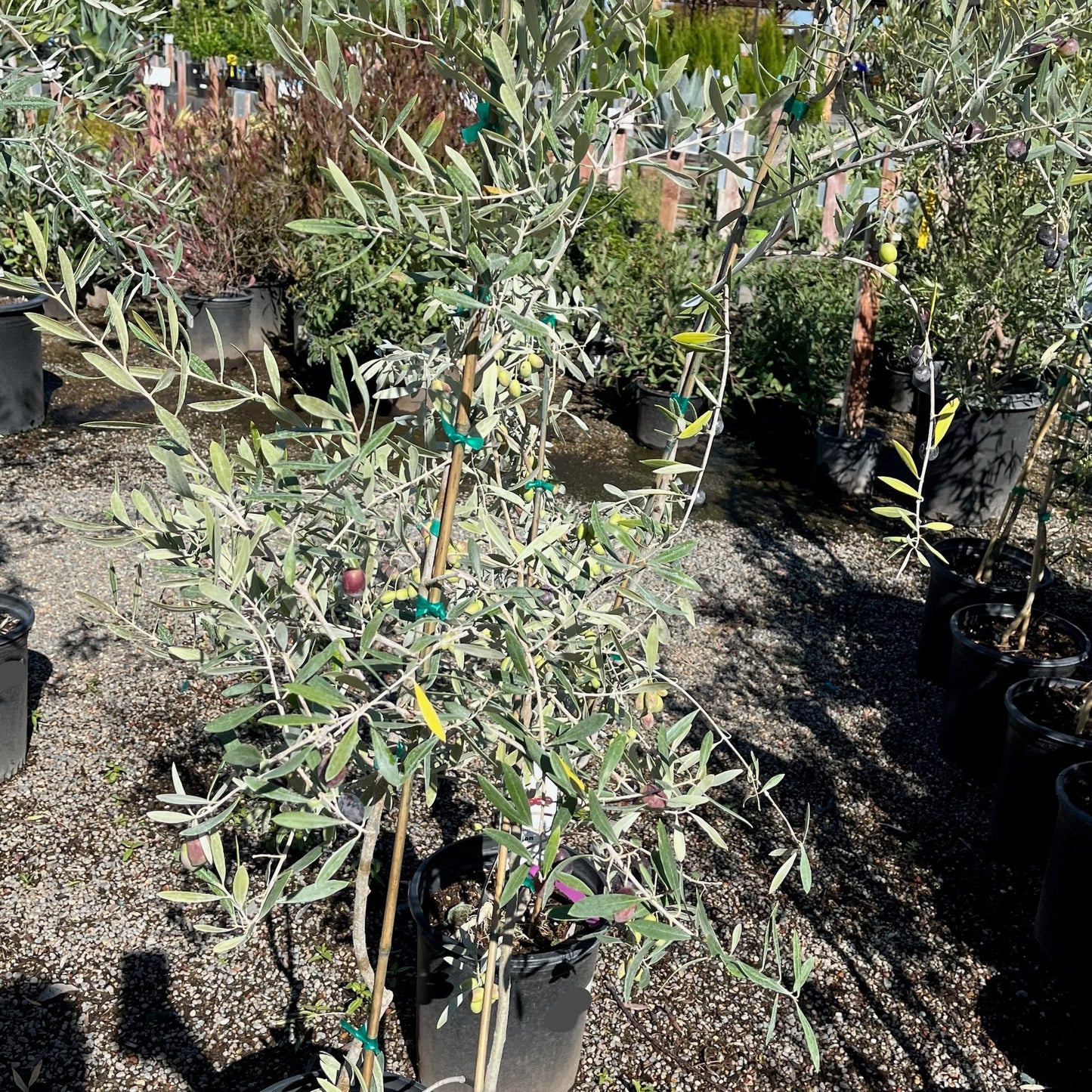 Olive Trees - Mission Olives