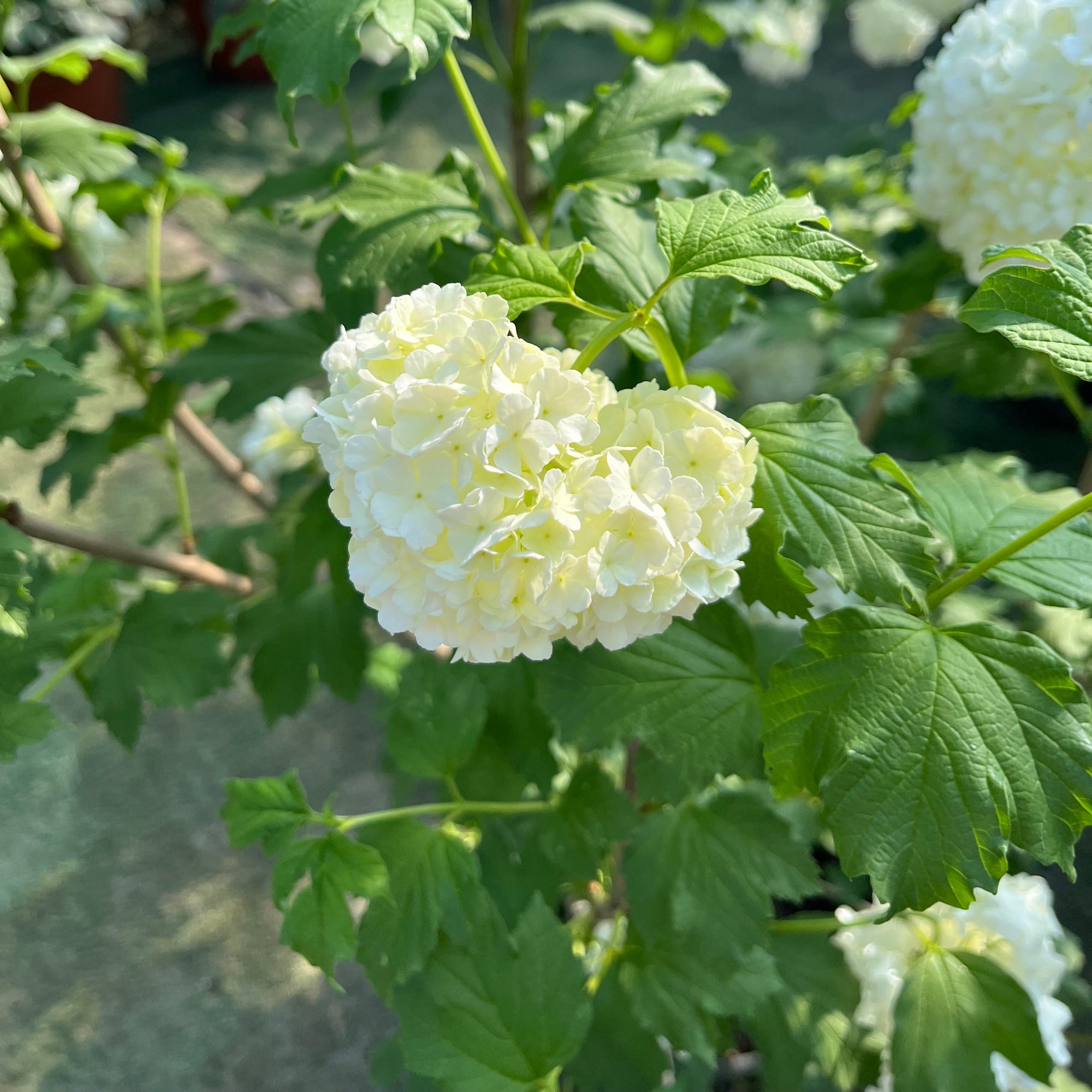 Eastern Snowball