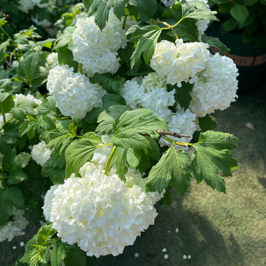 Eastern Snowball、Viburnum Snowball Bush