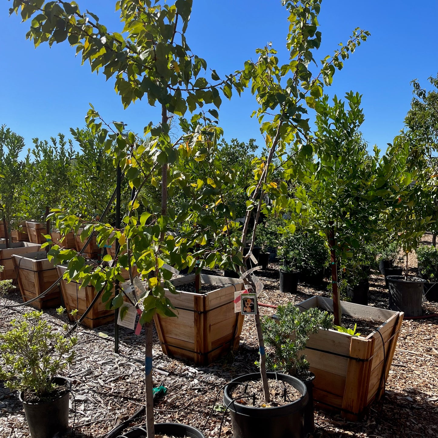 Apricot Tree-Three in One