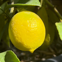 柠檬树-北京柠檬