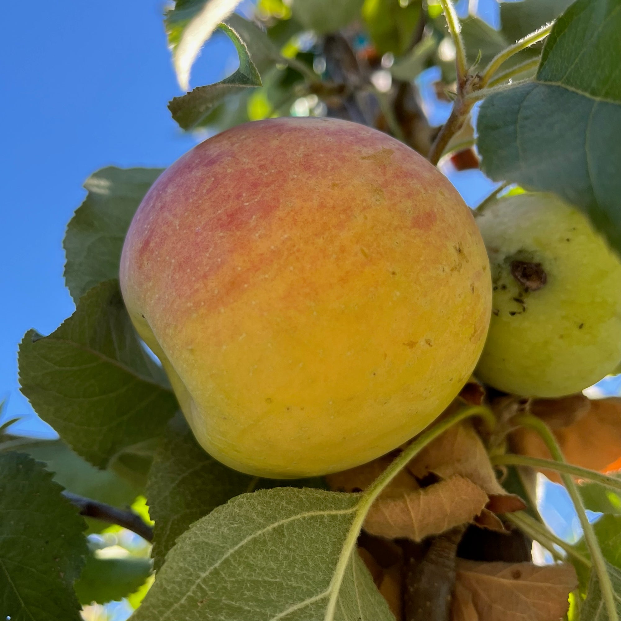 Fuji Apple