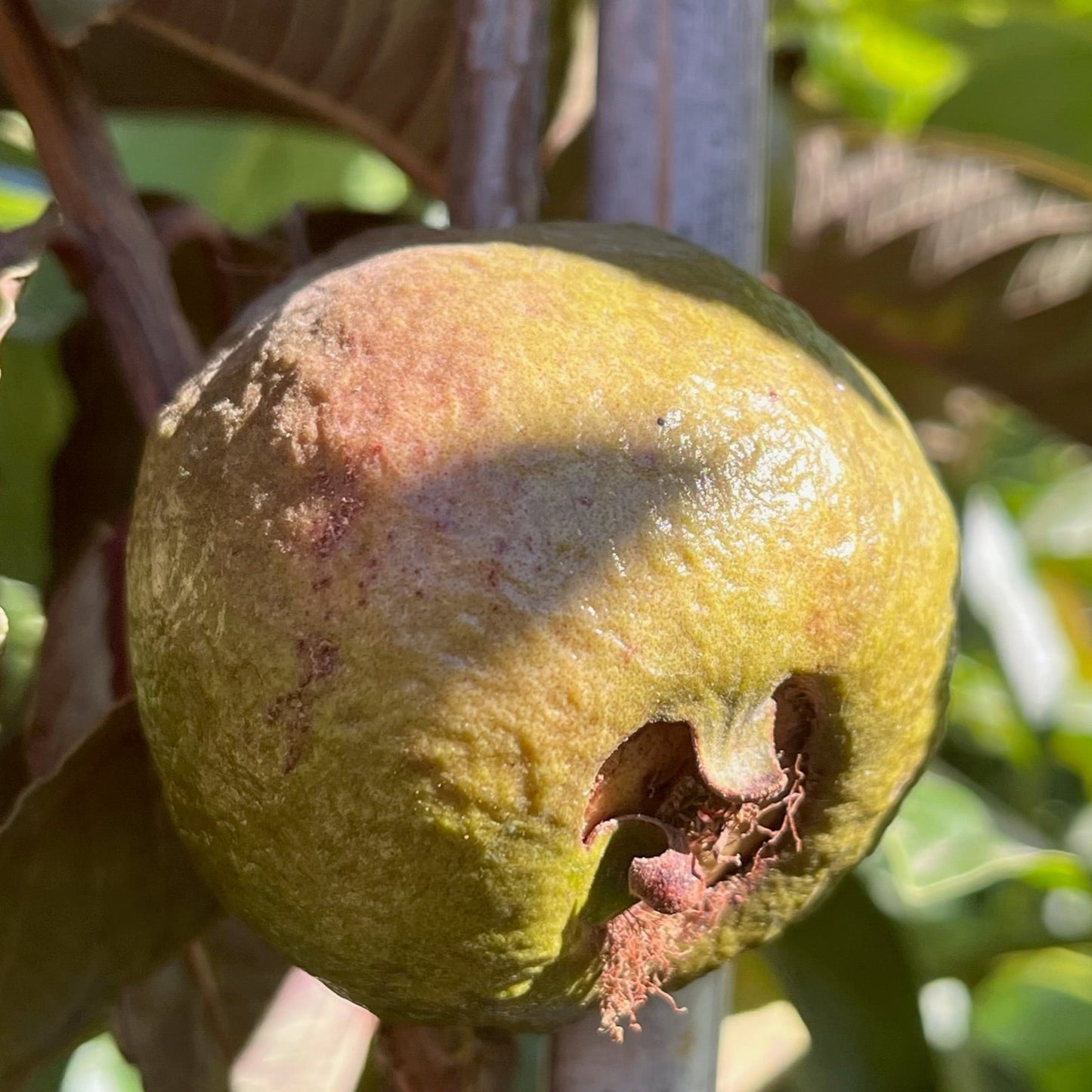 Guava Tree-Malaysian Red Guava