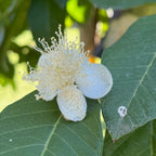 Thai White Guava