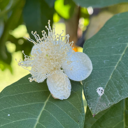 Guava Tree - White Guava