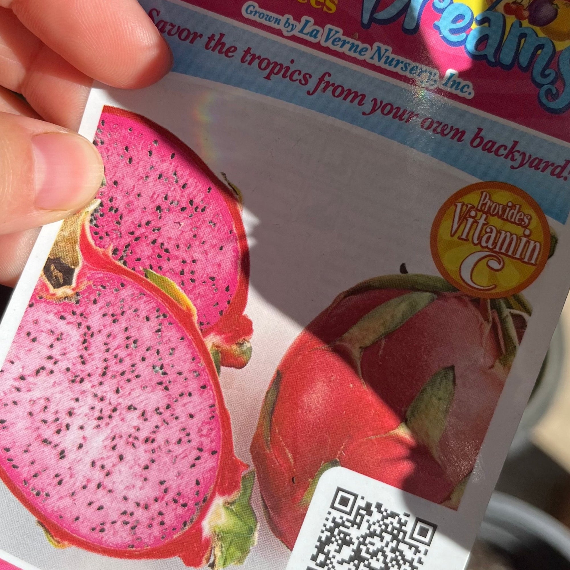 Pink Flesh Dragon Fruit