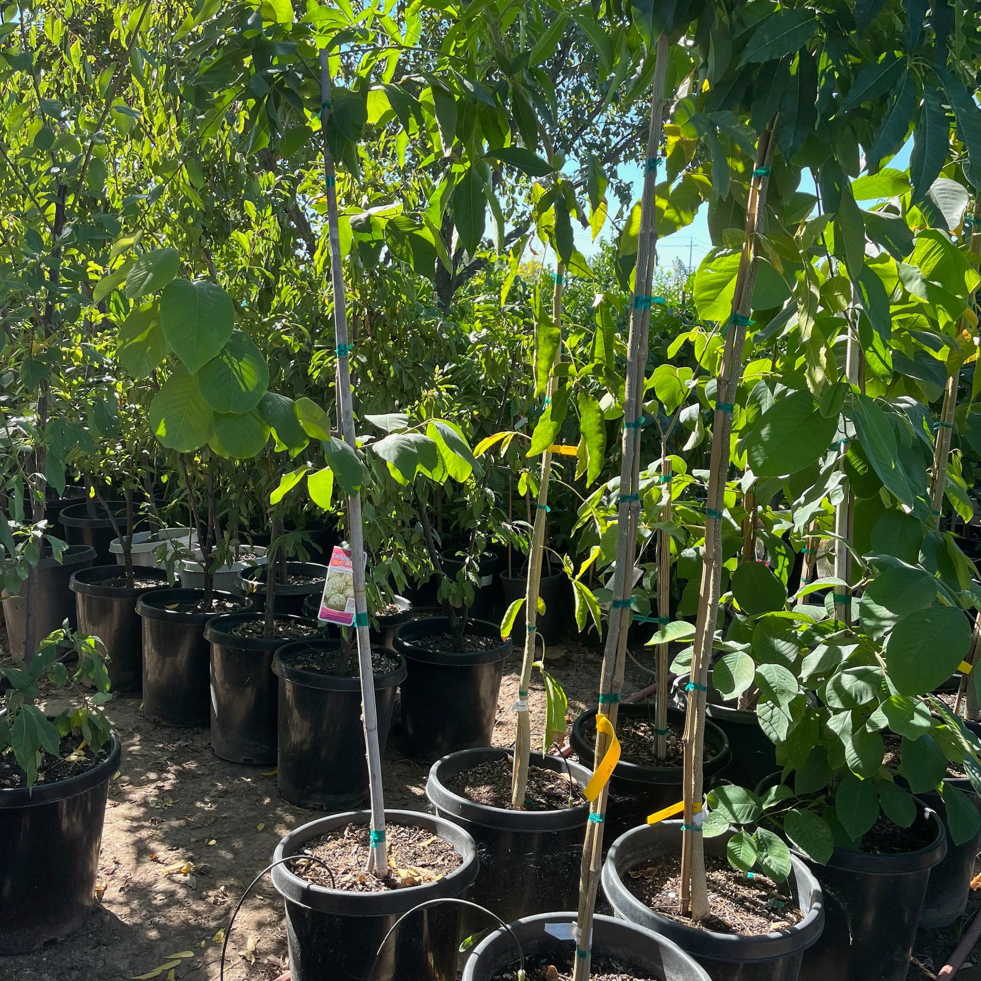 番荔枝树-茶妃释迦