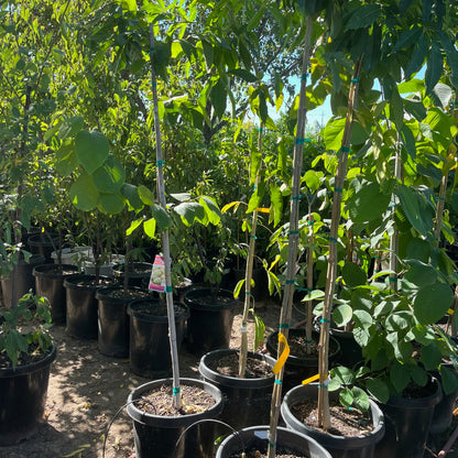 Sugar Apple Tree - Custard Apple