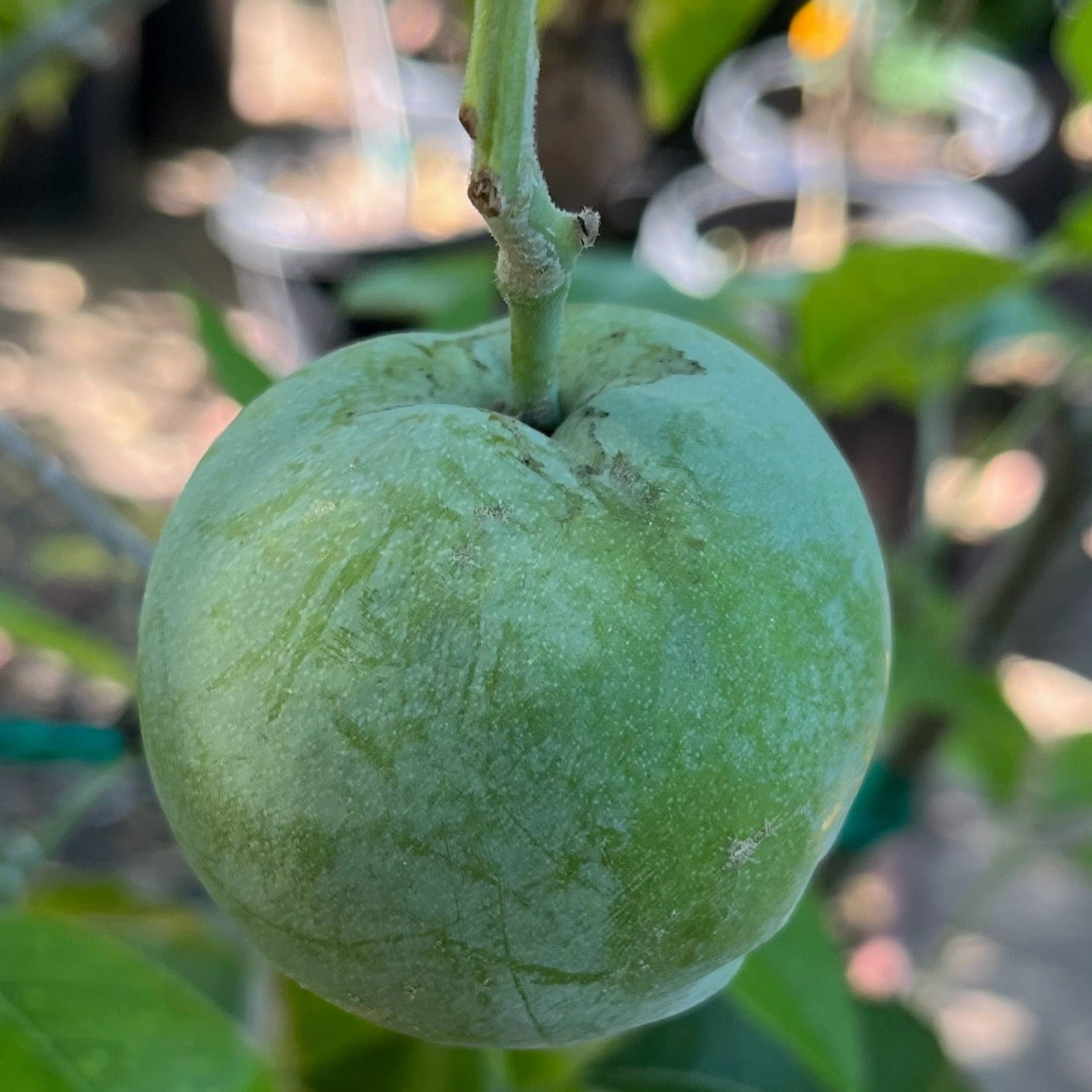 White Sapote