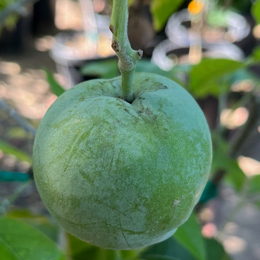 Fragrant meat fruit-ice cream persimmon