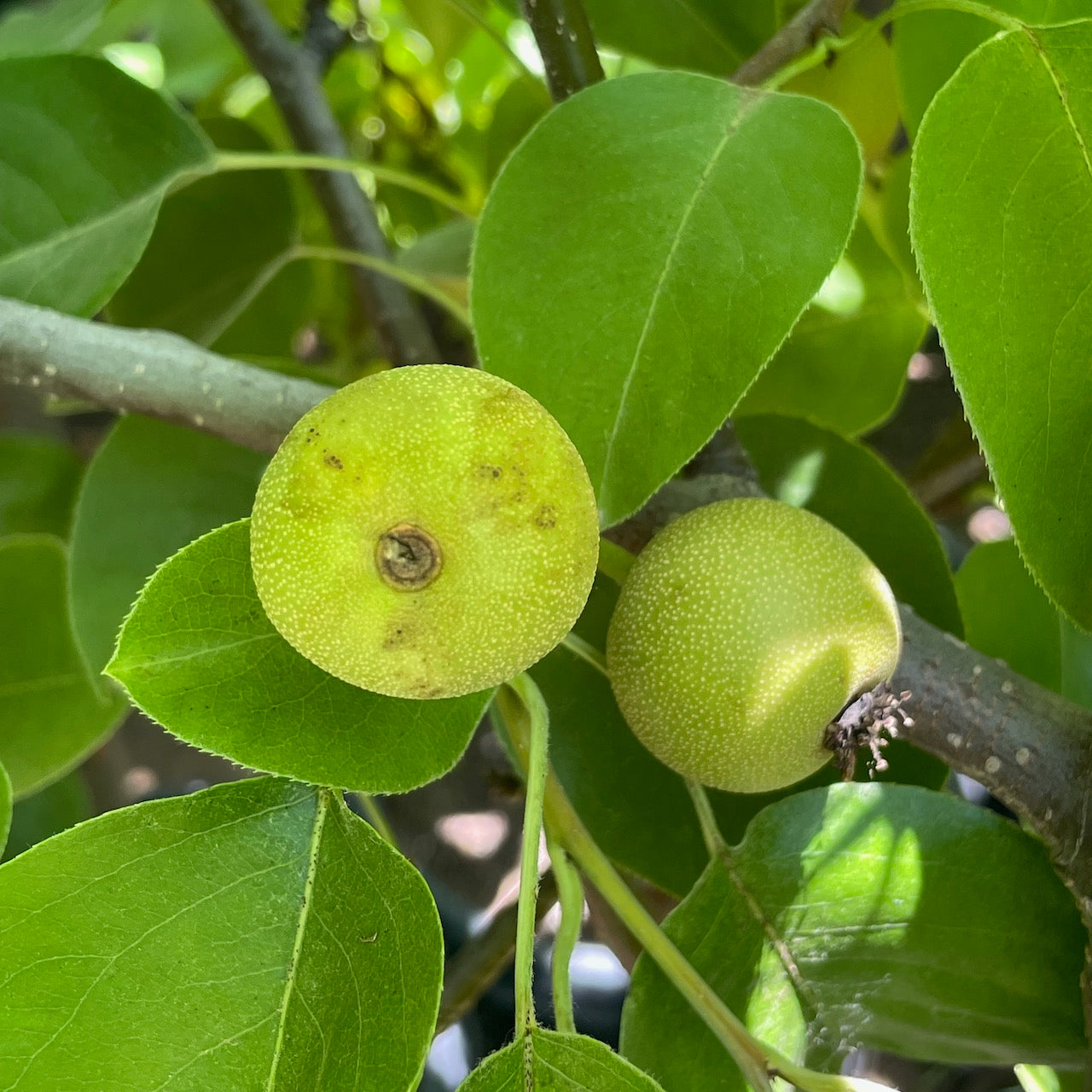 Asian Pear Tree - Pyrus communis