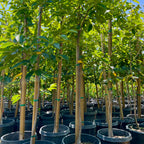 Hachiya Persimmon