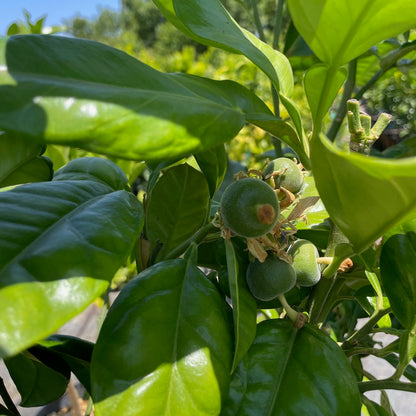 Grapefruit Tree-Star Ruby