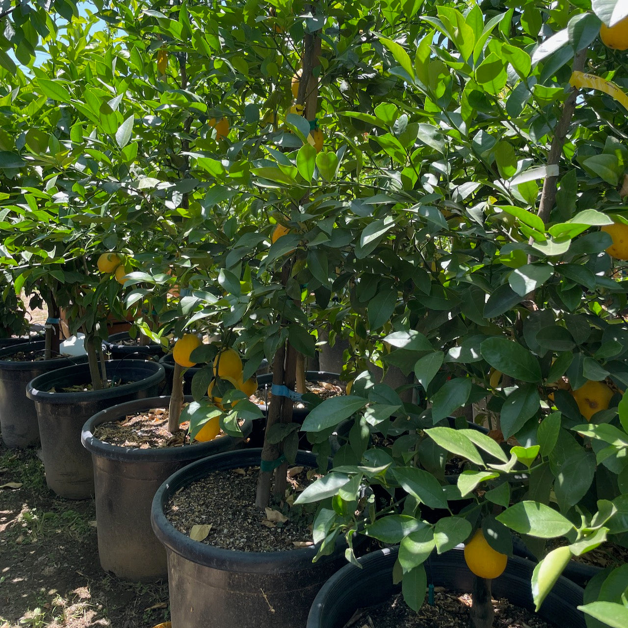 Meyer Lemon