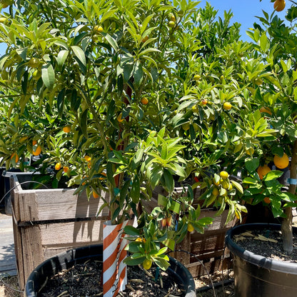 Kumquat Tree-Fuzhou Kumquat