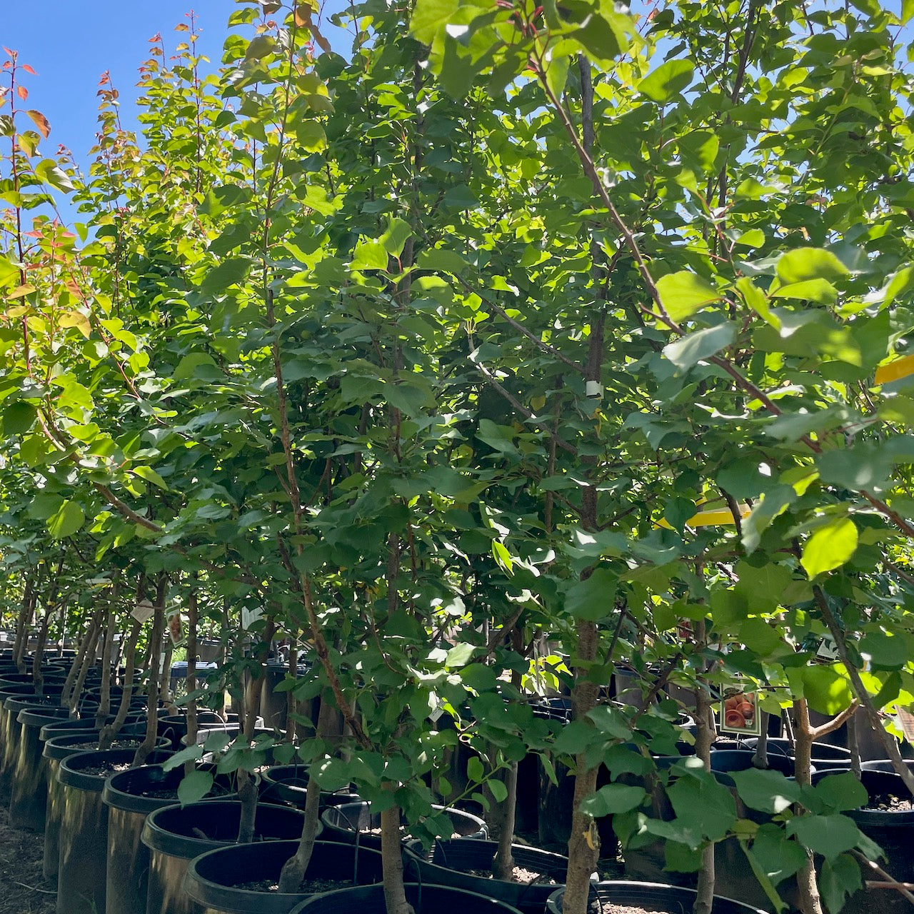 Gold Kist Apricot