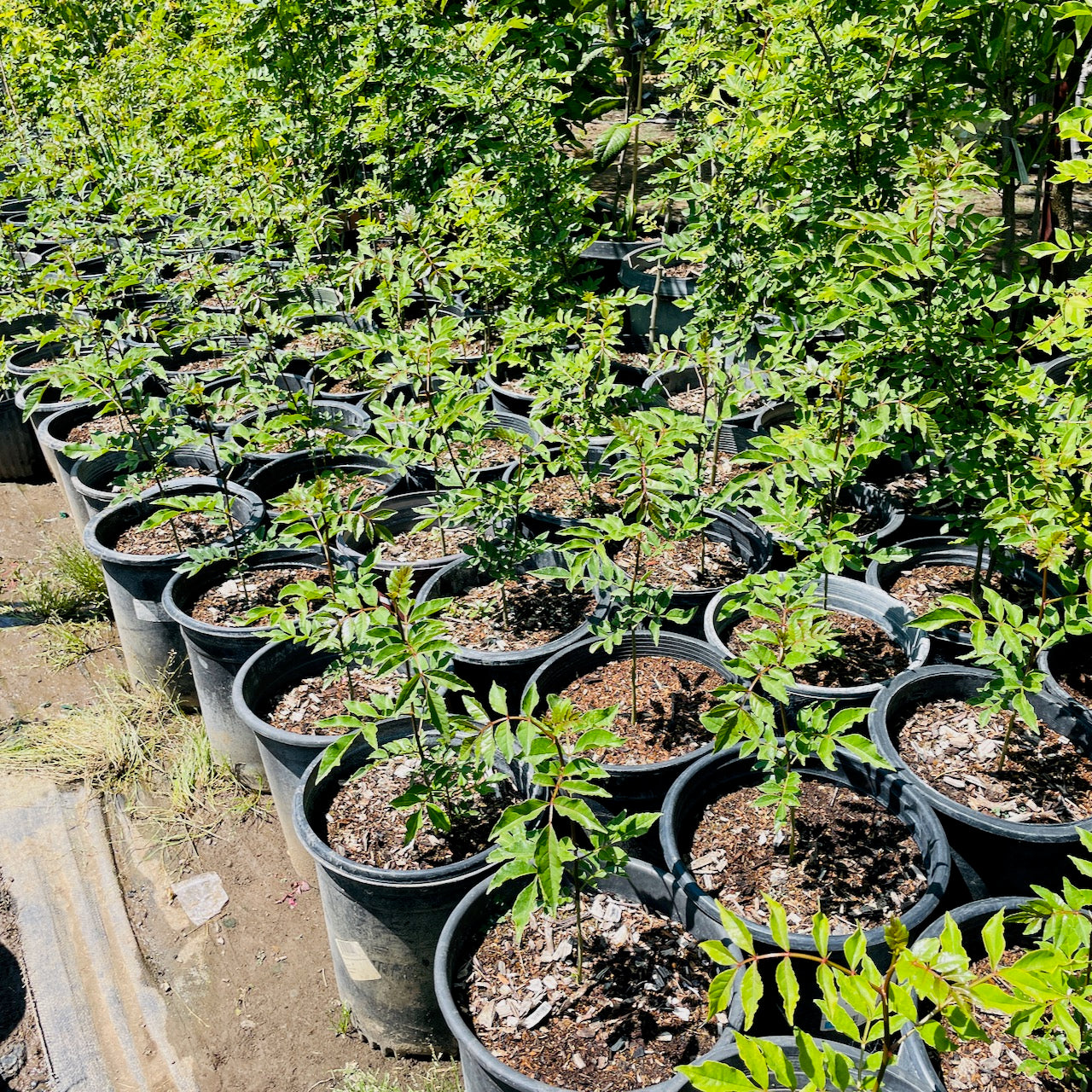 Prickly Ash、Toothache tree、Sichuan Pepper