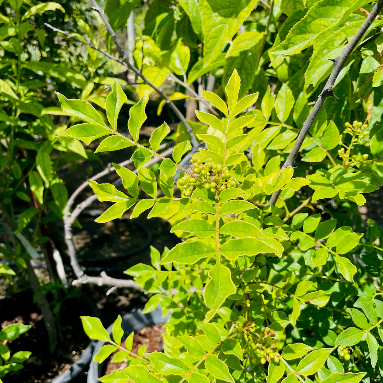 Prickly Ash、Toothache tree、Sichuan Pepper