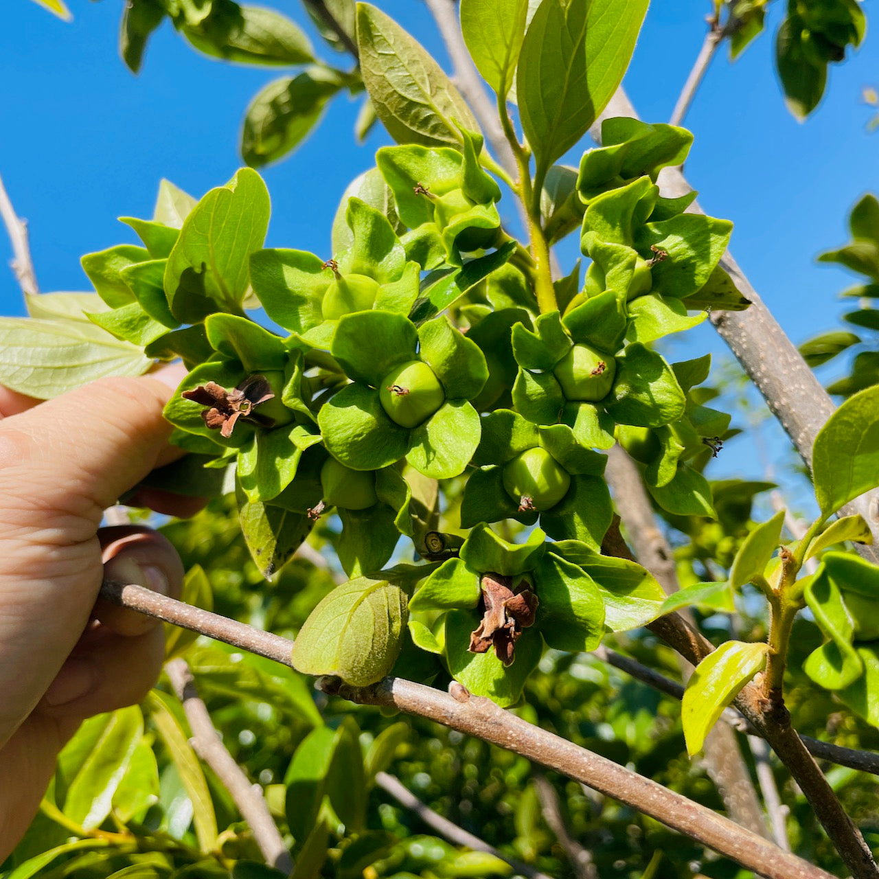 Hachiya Persimmon