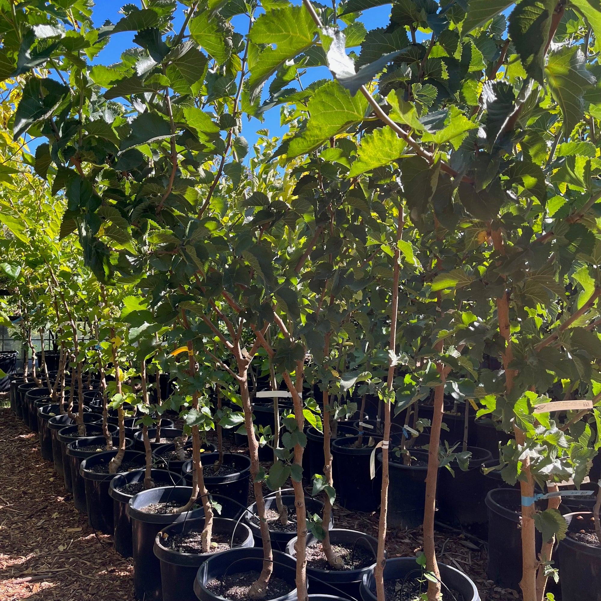 Persian White Mulberry