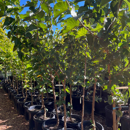 Mulberry Tree - White Mulberry